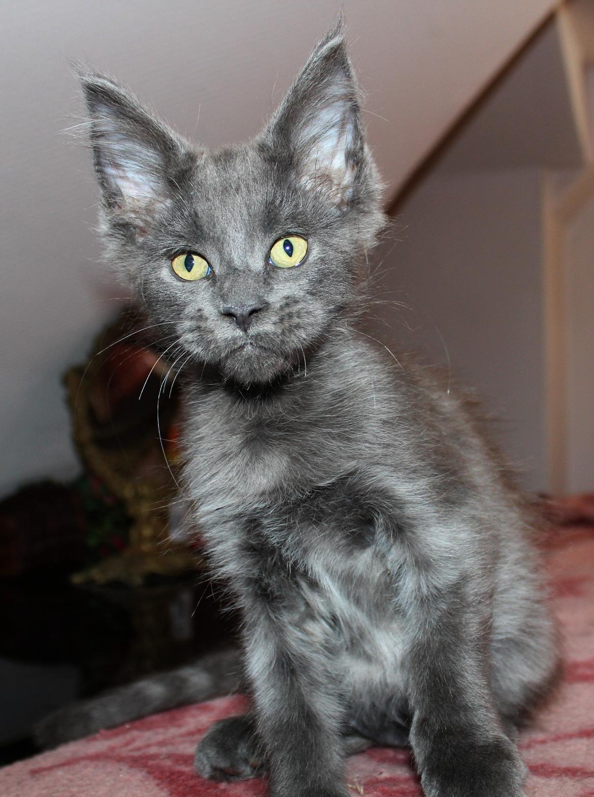 Maine Coon DK Proud Danish Prince Charming billede 23