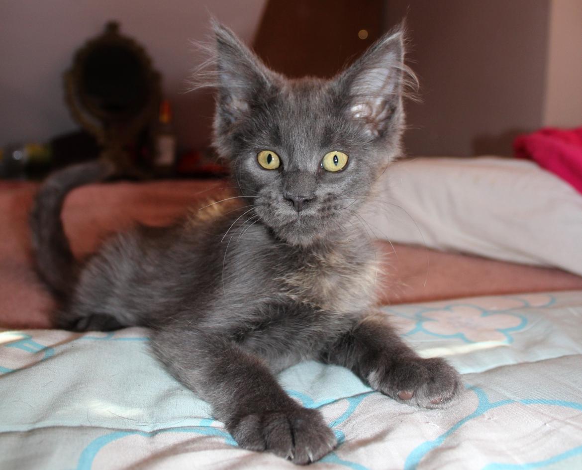 Maine Coon DK Proud Danish Prince Charming billede 19
