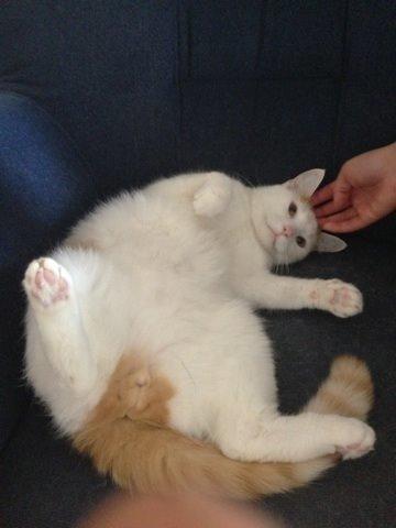 Huskat James billede 5