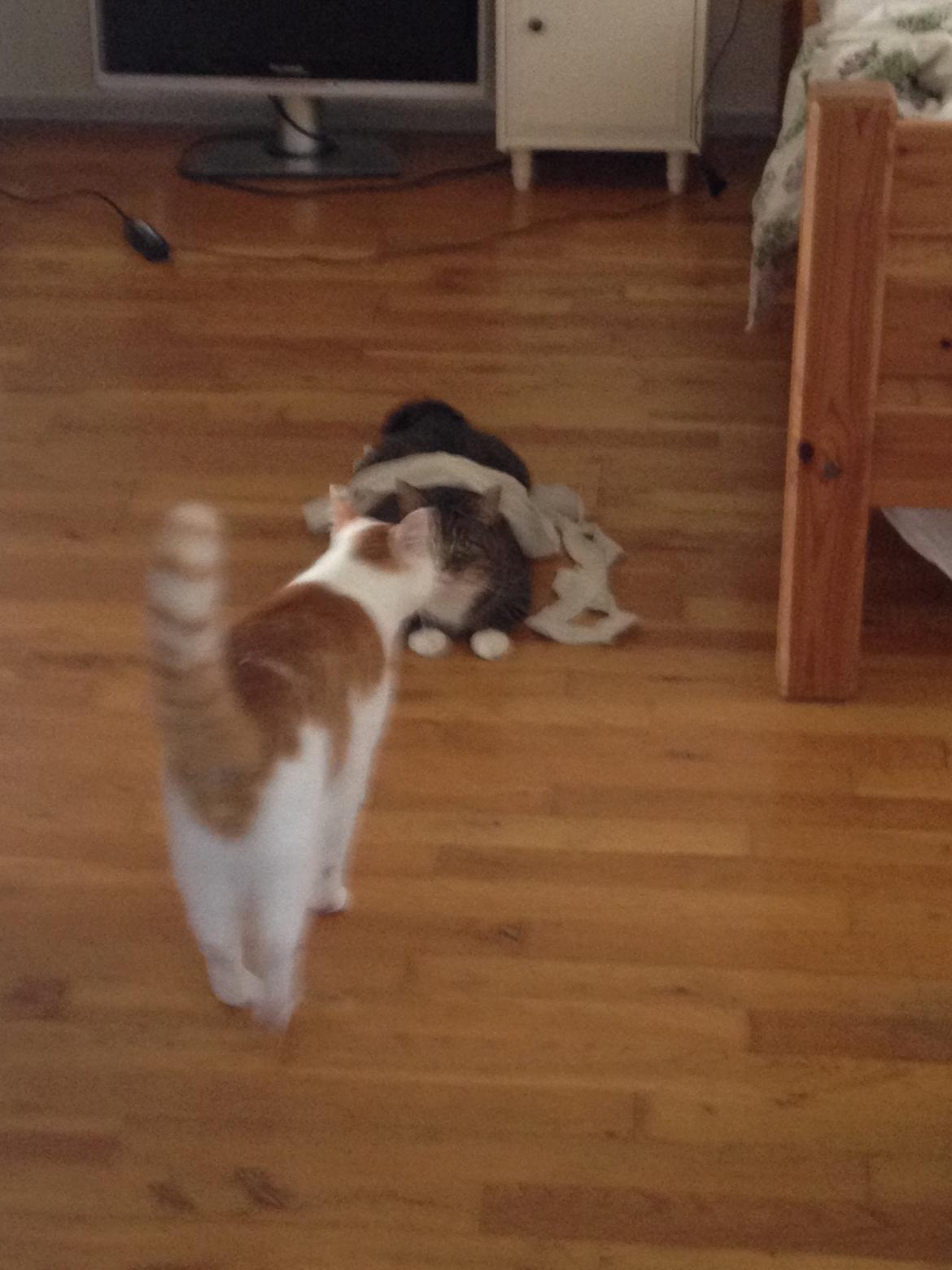 Huskat James billede 3