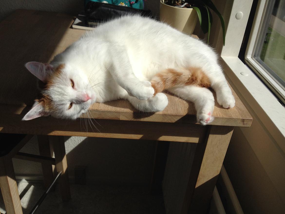 Huskat James billede 4