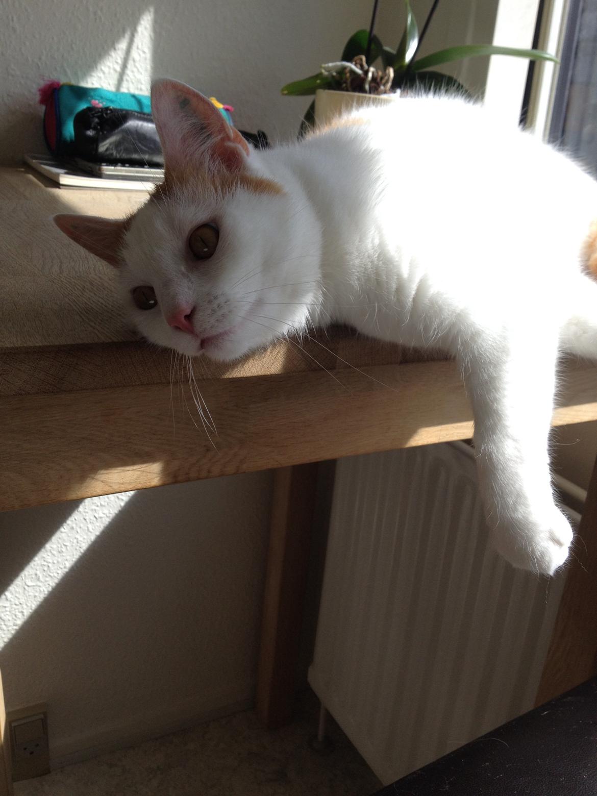 Huskat James billede 7