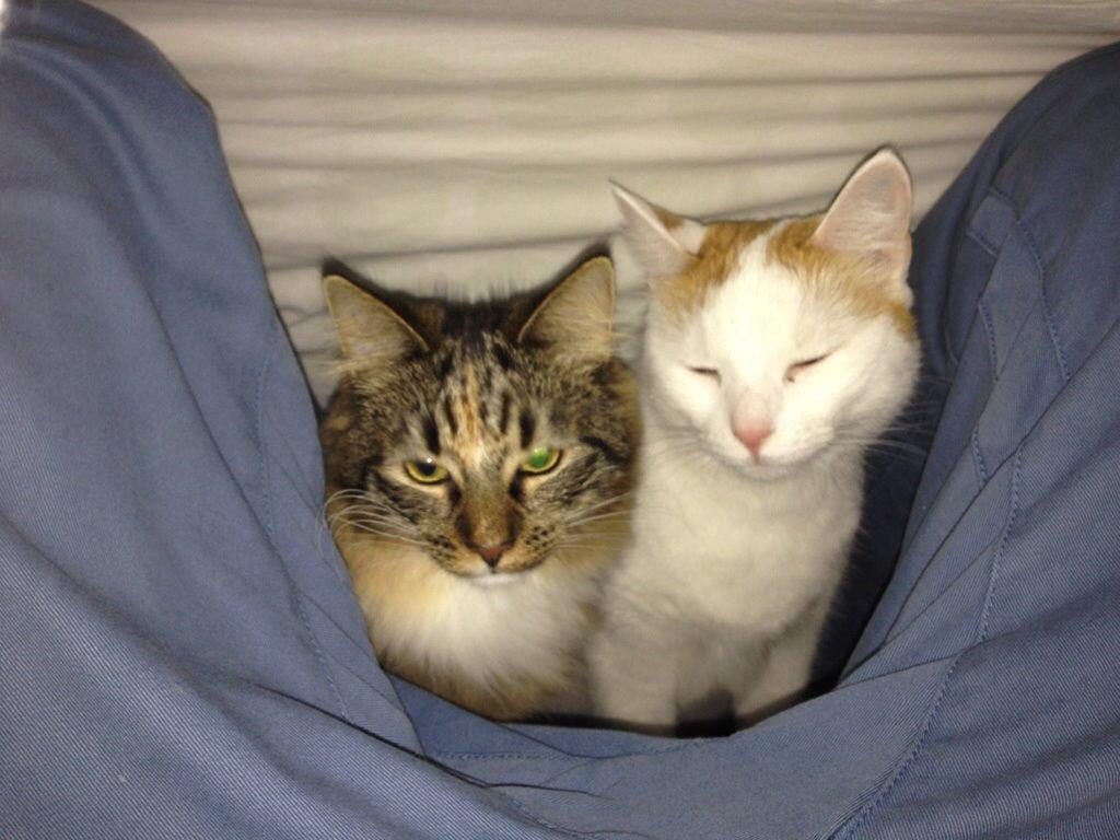 Huskat James billede 8