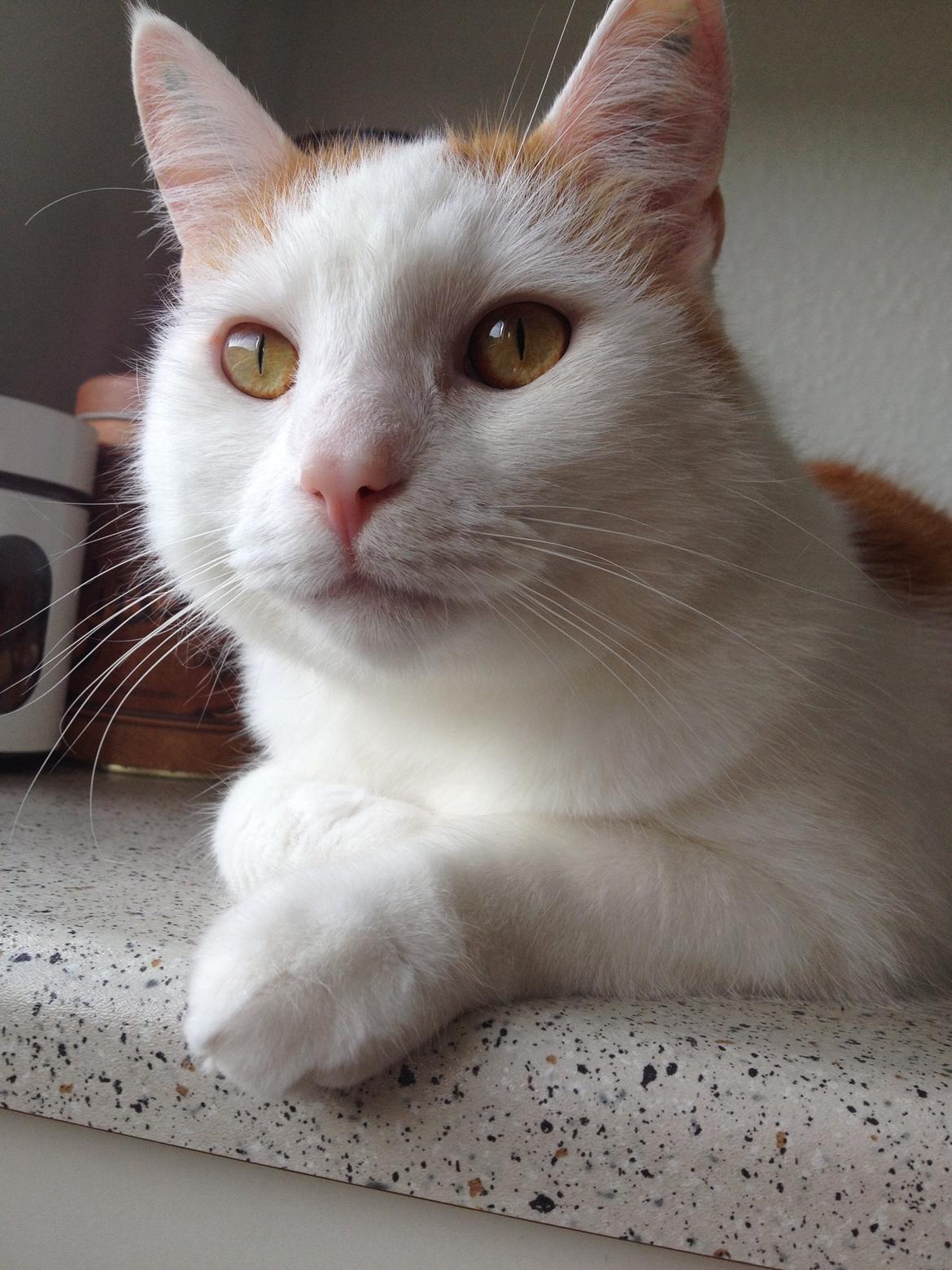 Huskat James billede 9