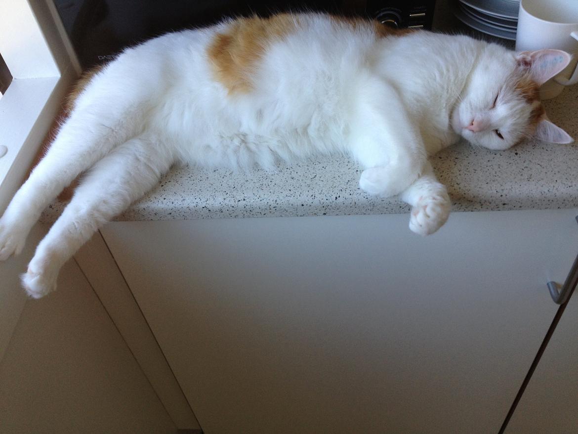 Huskat James billede 10