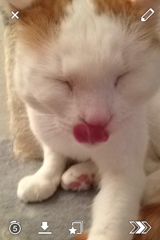 Huskat James billede 12