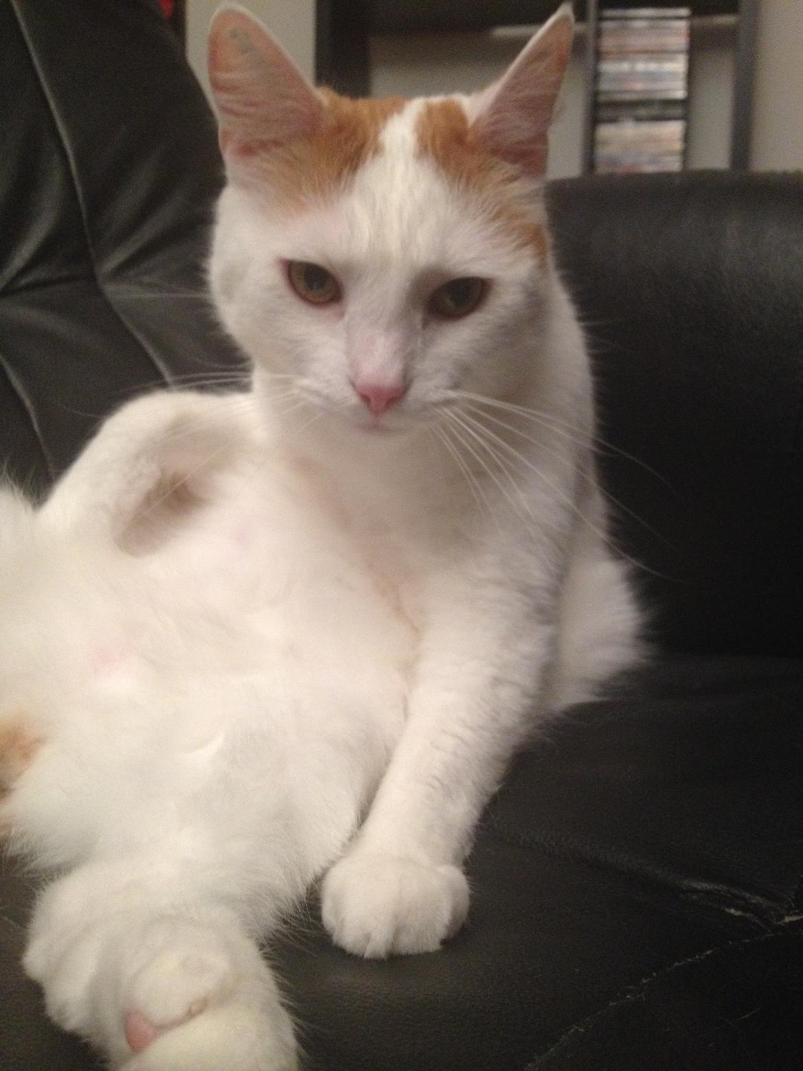 Huskat James billede 13