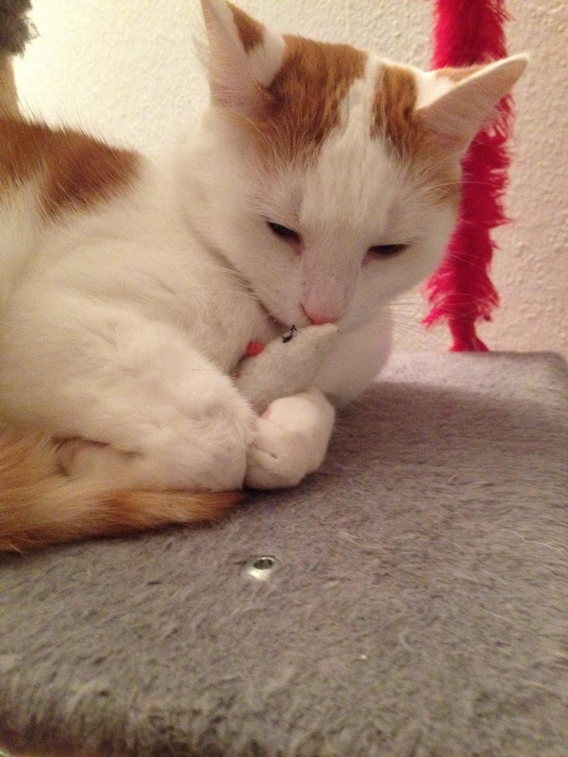 Huskat James billede 11