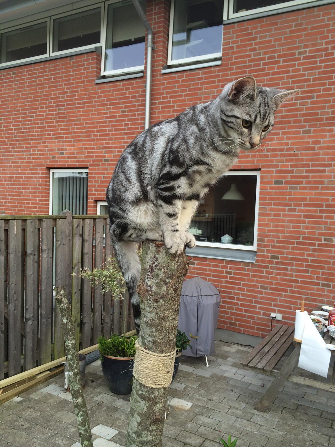 Europé Eife's Willem Einthoven billede 1