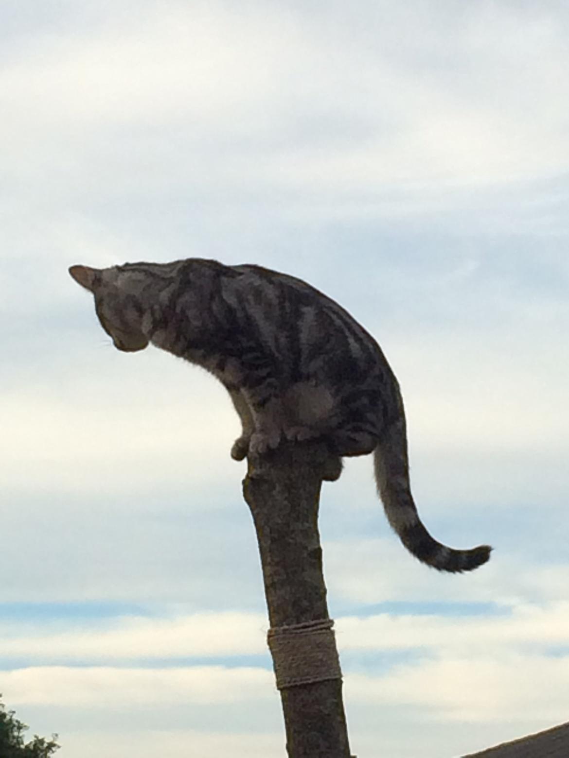 Europé Eife's Willem Einthoven billede 2