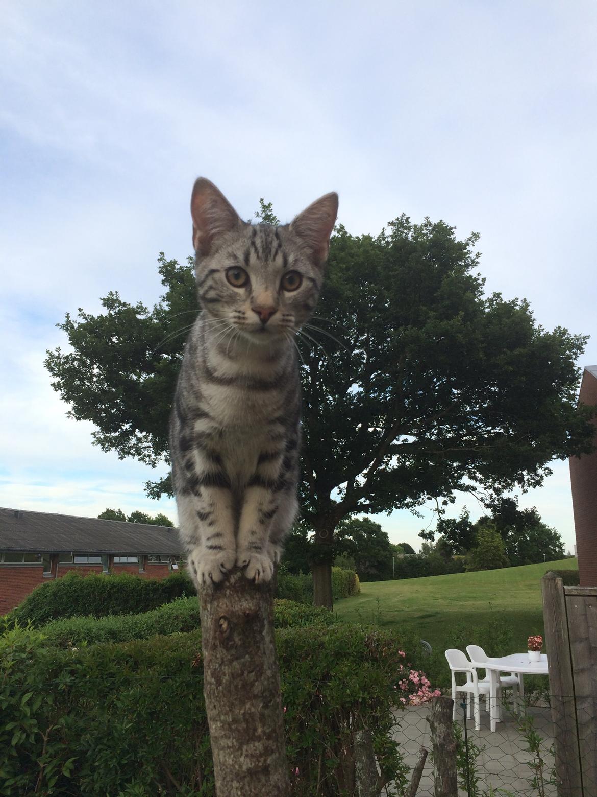 Europé Eife's Willem Einthoven billede 3