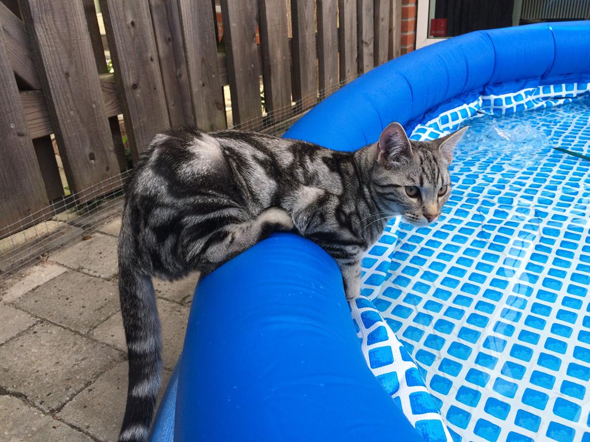 Europé Eife's Willem Einthoven billede 4