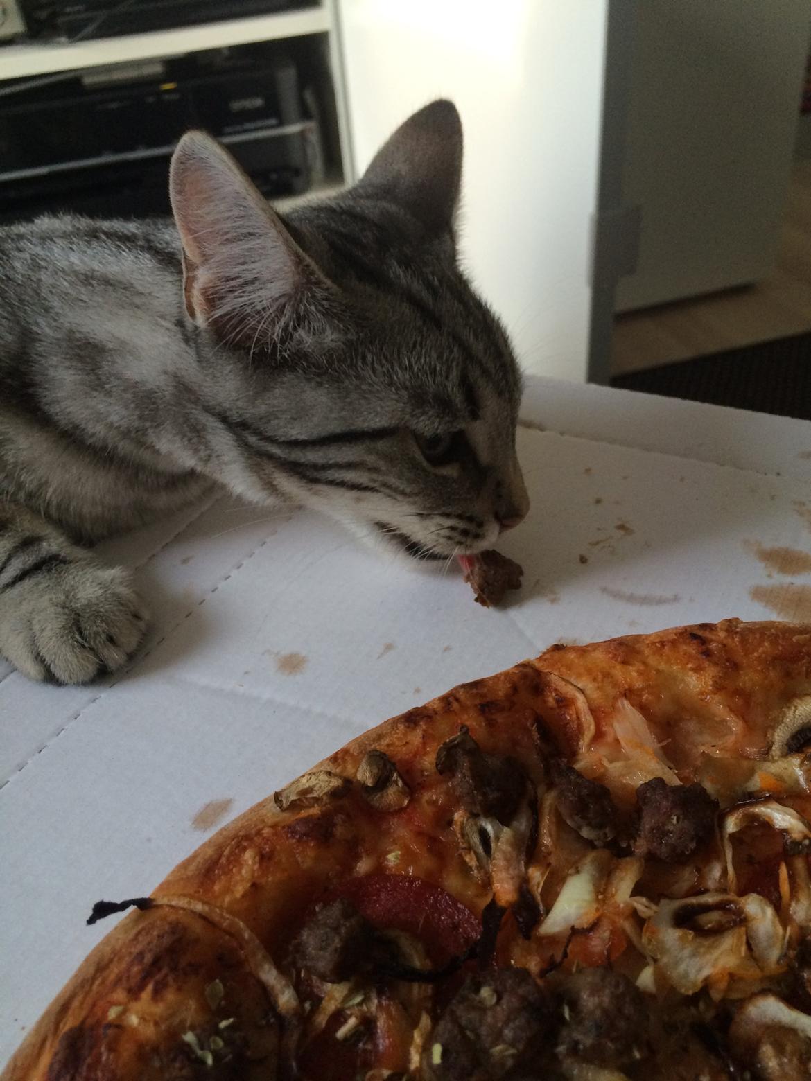 Europé Eife's Willem Einthoven billede 5