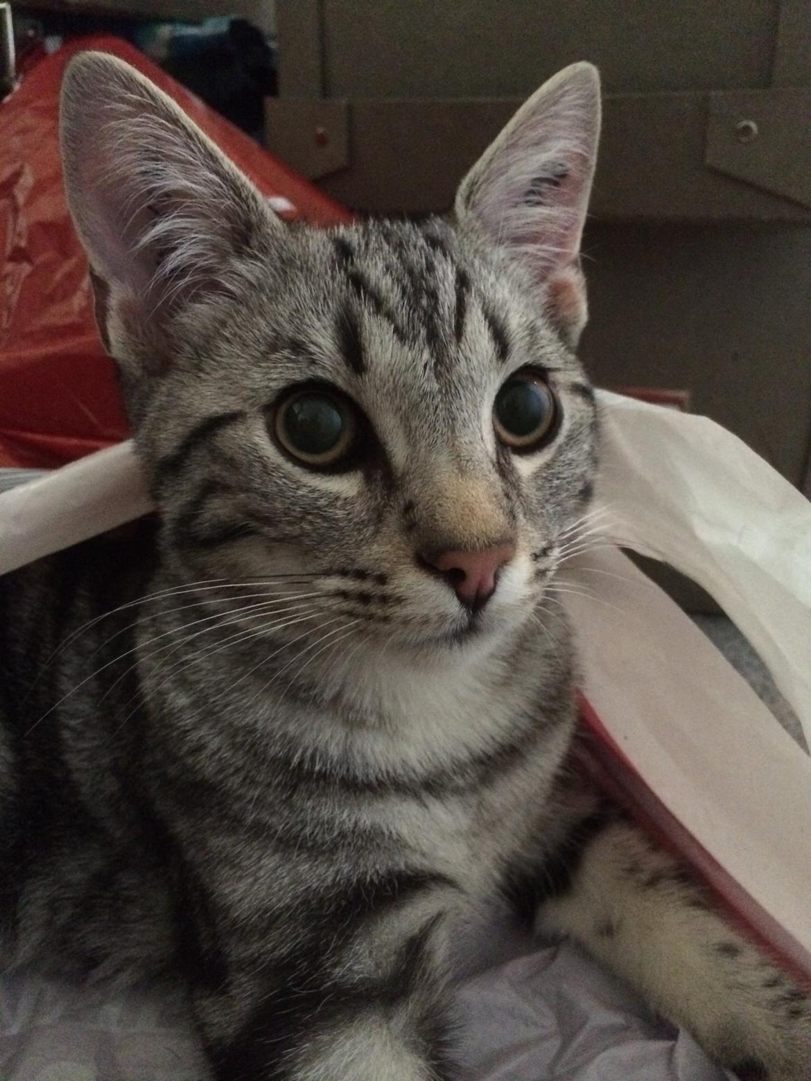 Europé Eife's Willem Einthoven billede 6