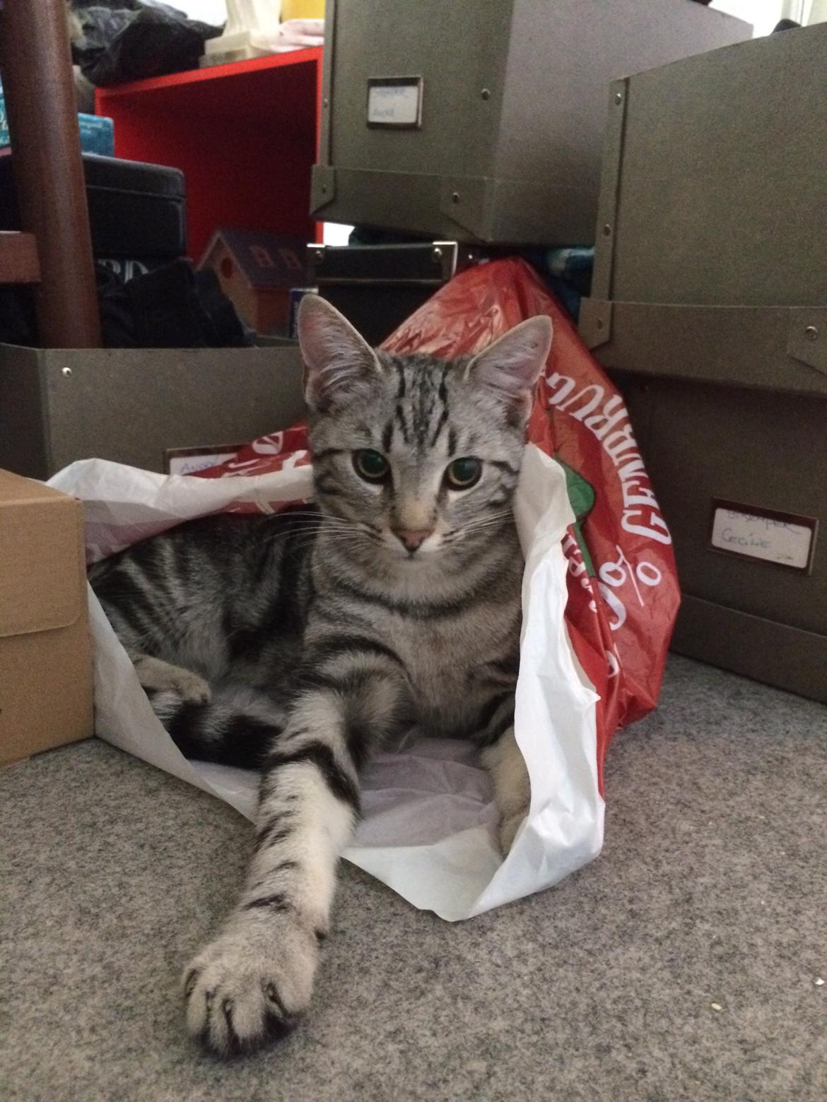 Europé Eife's Willem Einthoven billede 7