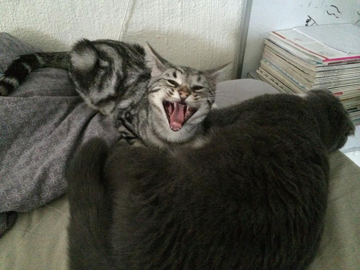 Europé Eife's Willem Einthoven billede 8