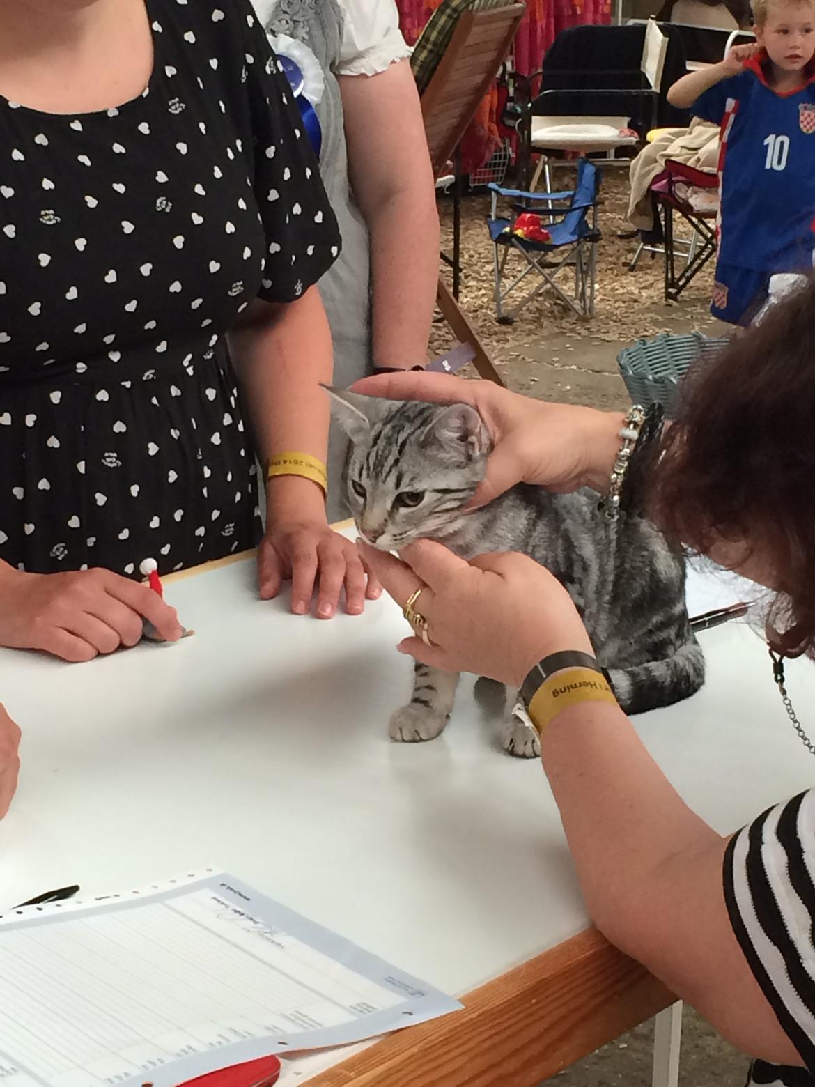 Europé Eife's Willem Einthoven billede 9