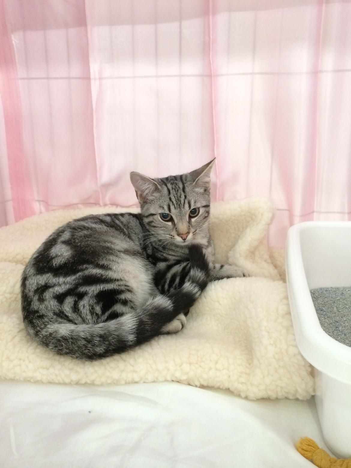 Europé Eife's Willem Einthoven billede 10