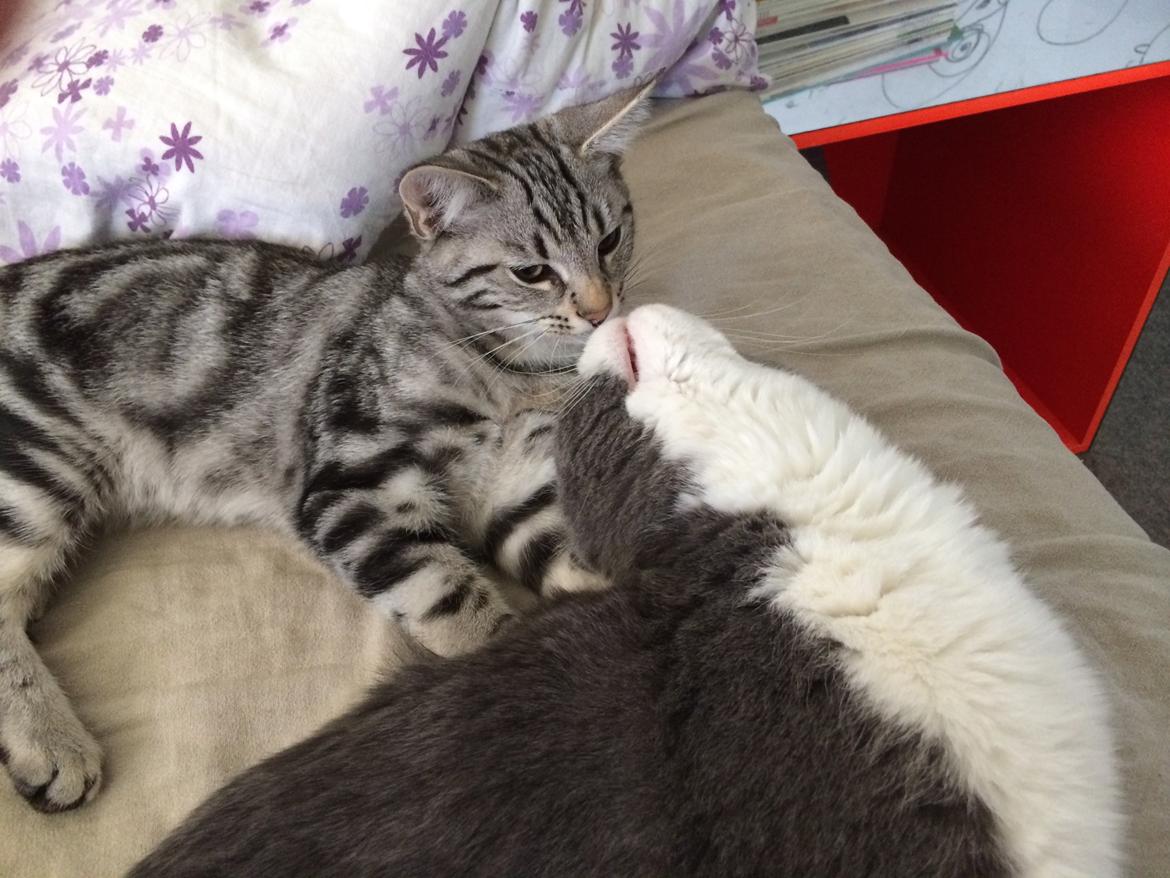 Europé Eife's Willem Einthoven billede 11