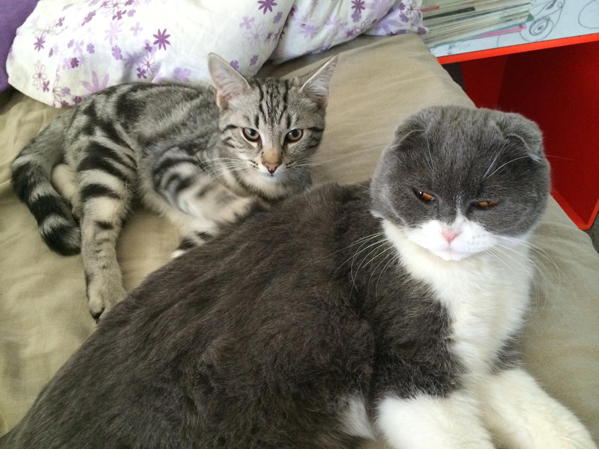 Europé Eife's Willem Einthoven billede 12