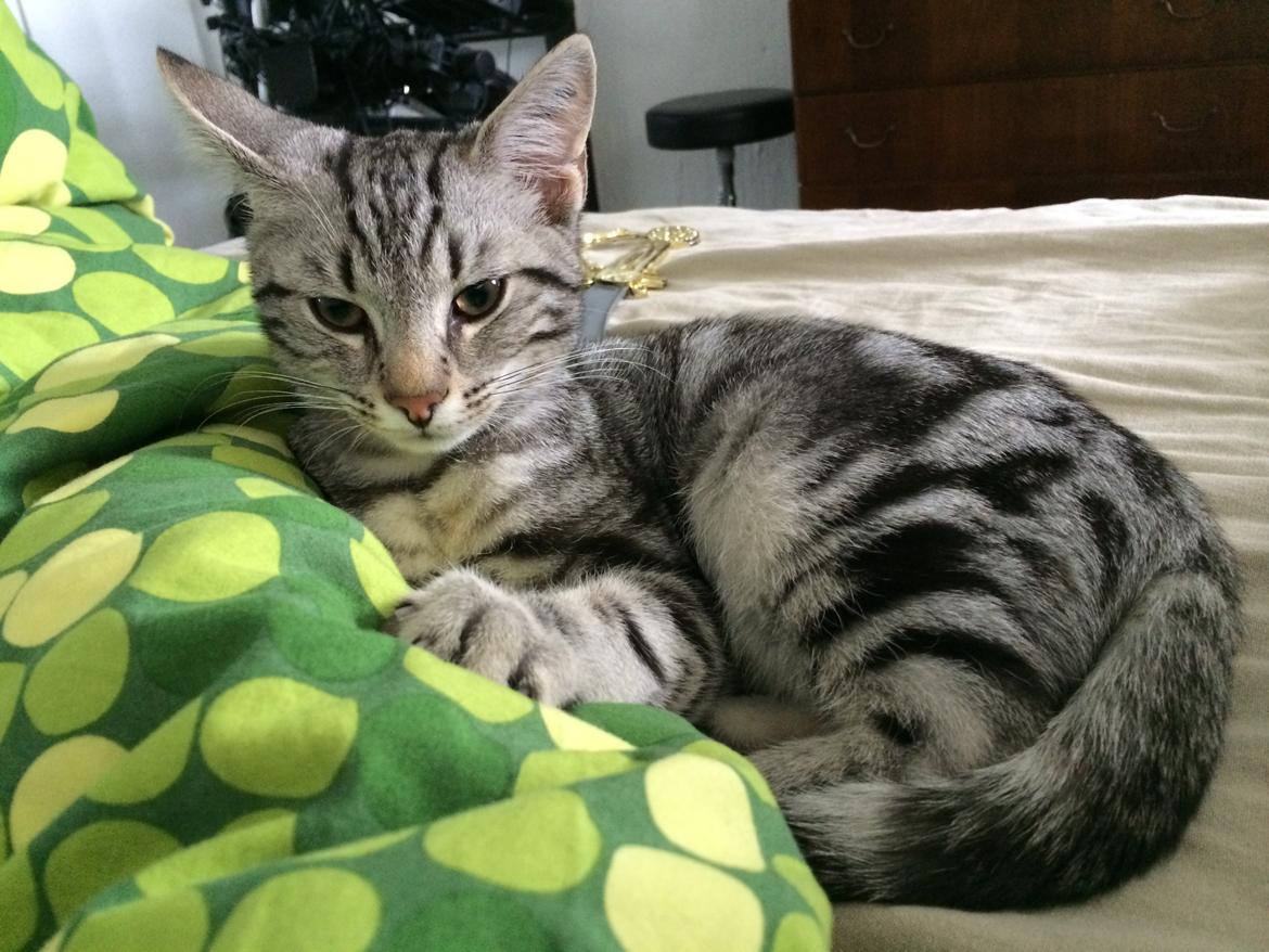 Europé Eife's Willem Einthoven billede 13