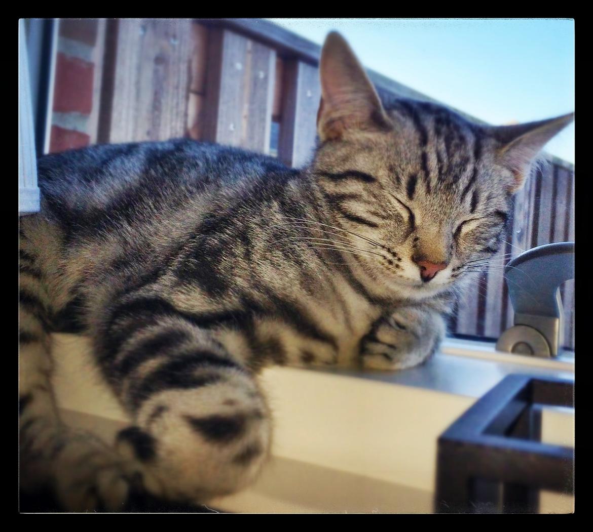 Europé Eife's Willem Einthoven billede 14