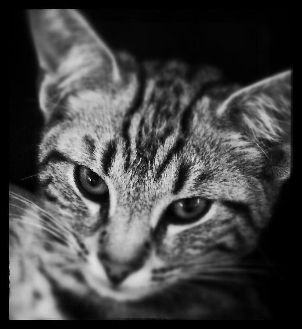 Europé Eife's Willem Einthoven billede 15