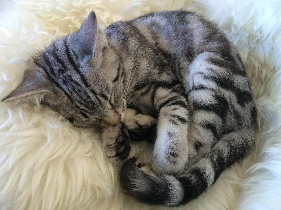 Europé Eife's Willem Einthoven billede 16