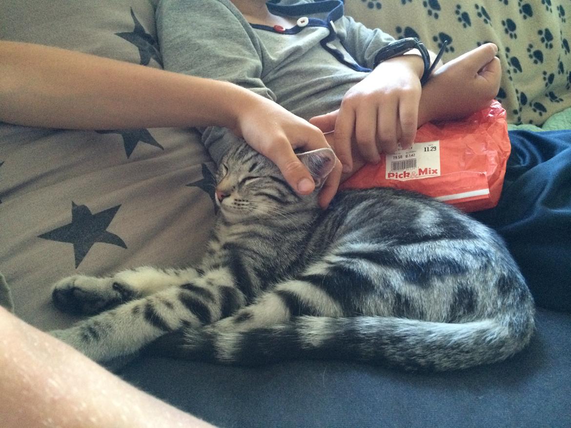 Europé Eife's Willem Einthoven billede 17