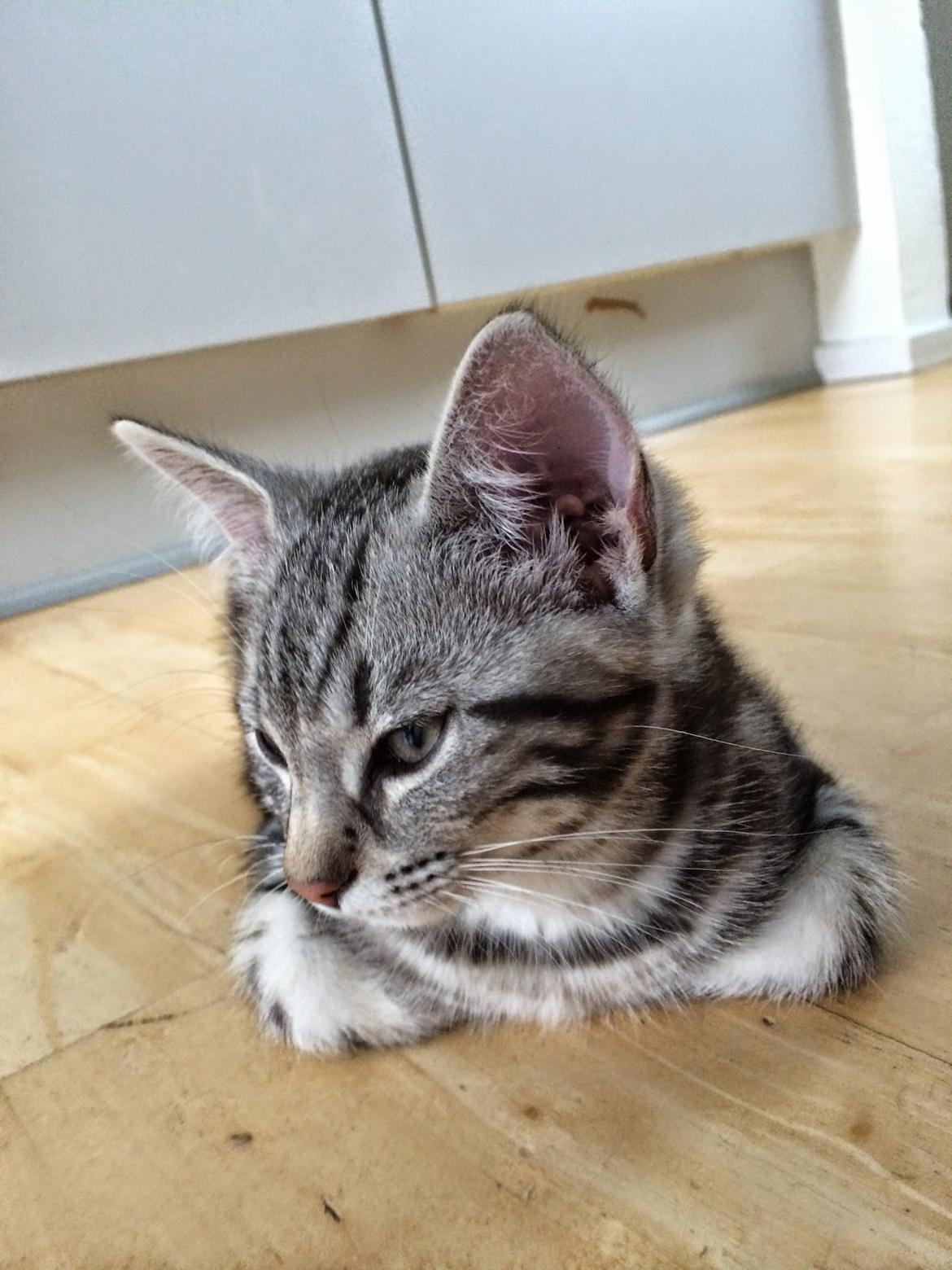 Europé Eife's Willem Einthoven billede 18