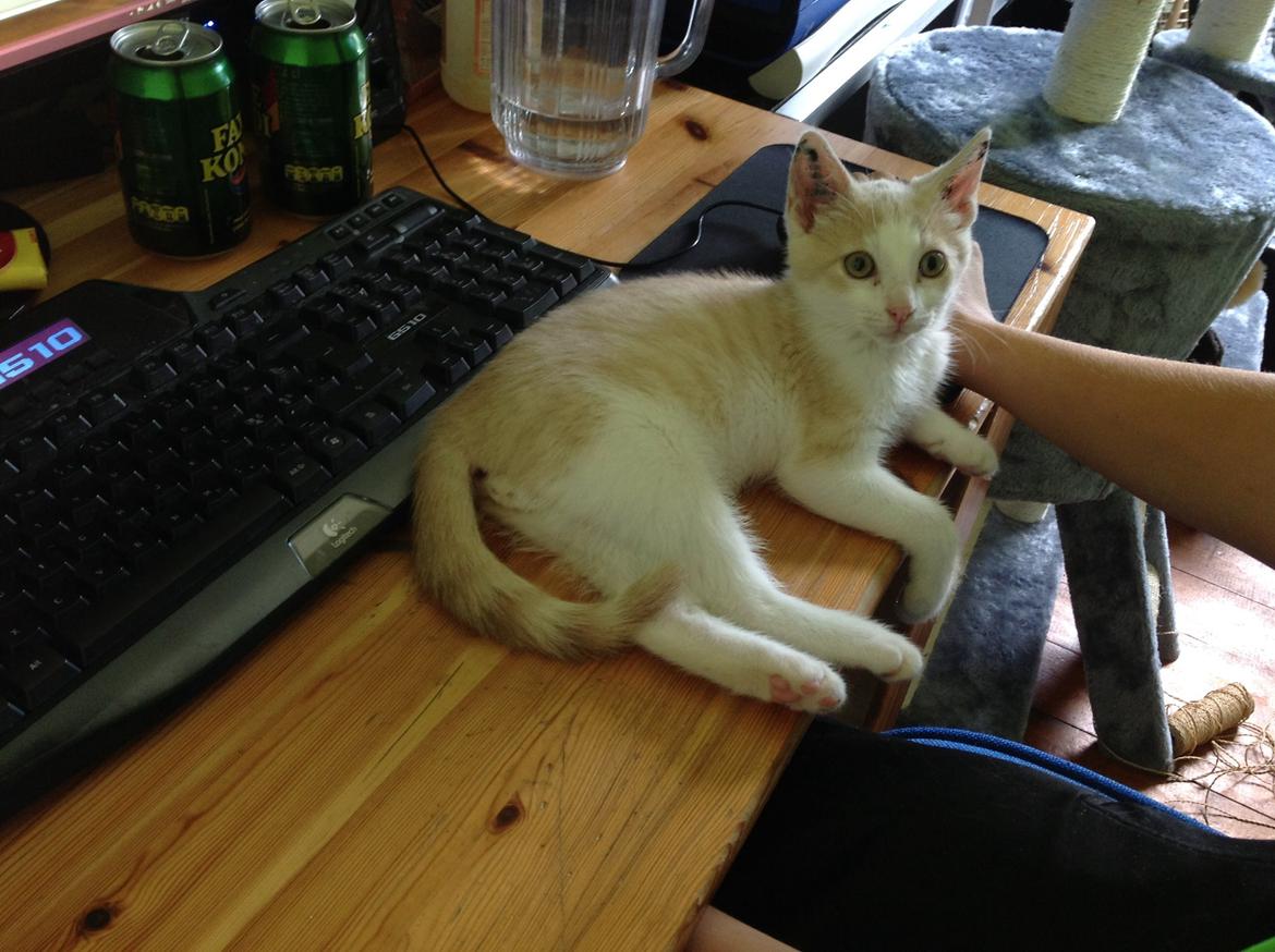 Huskat Simba billede 12