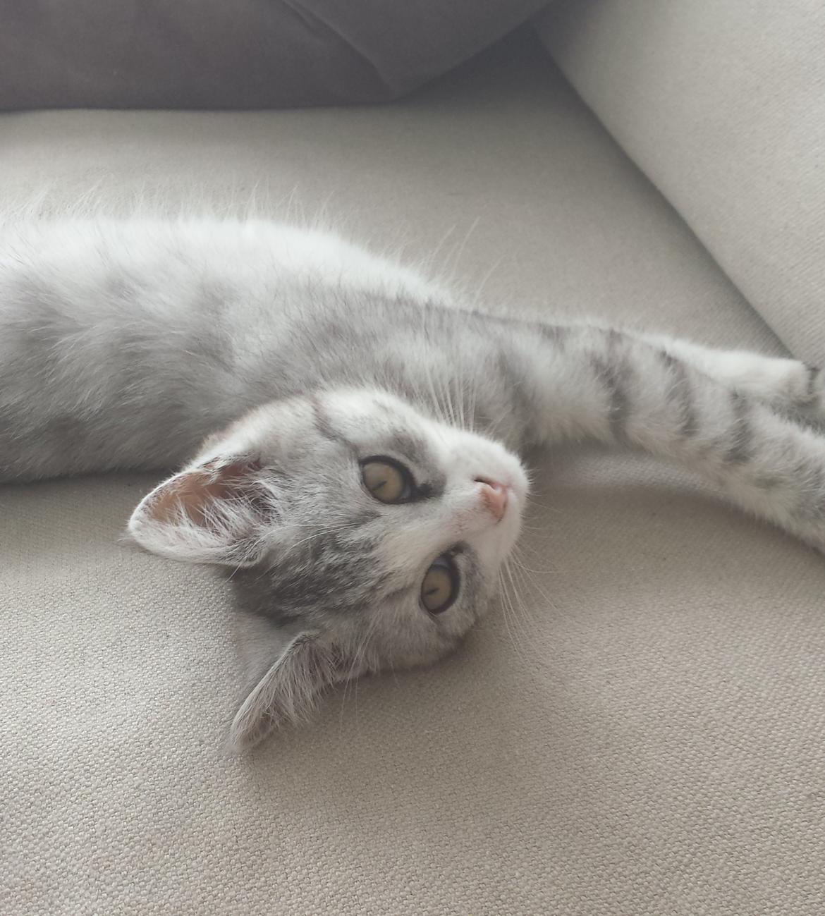 Huskat Silvia billede 1