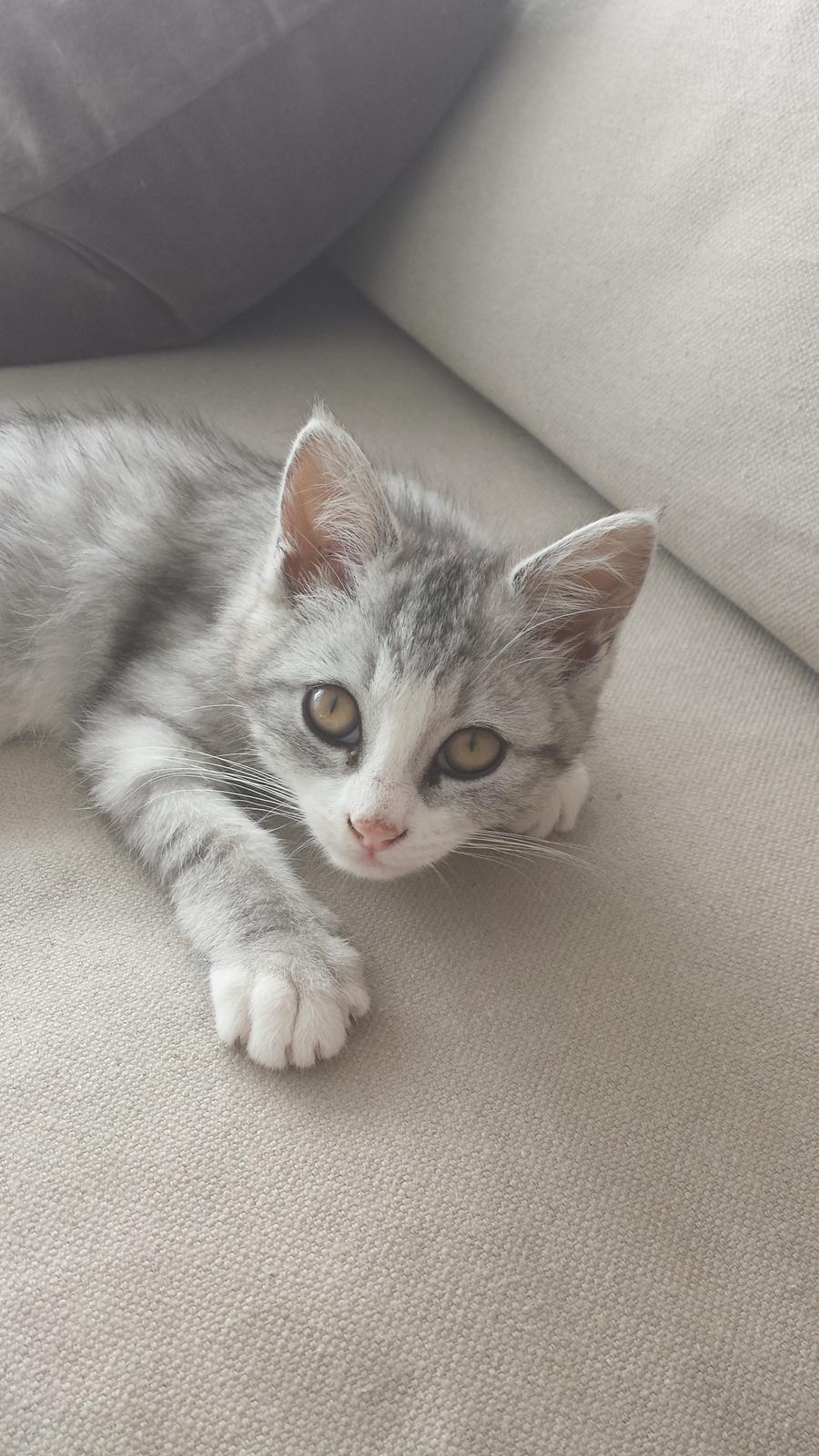 Huskat Silvia billede 2