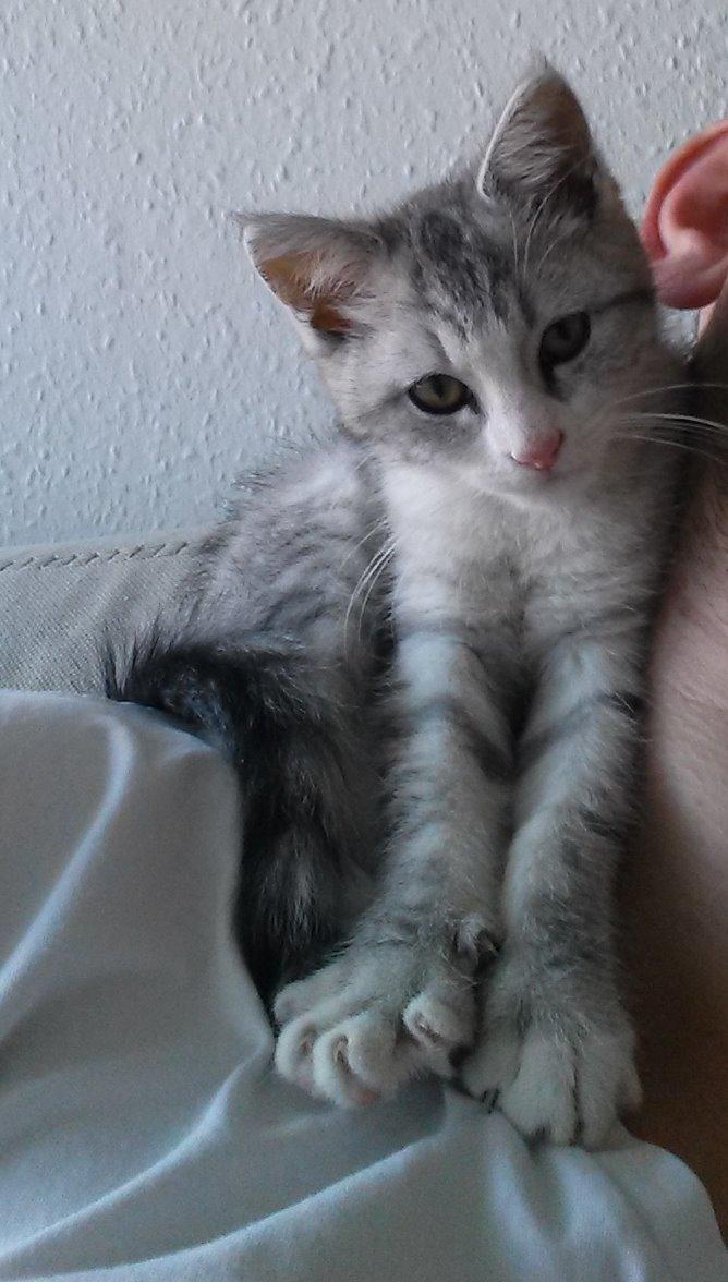 Huskat Silvia billede 4