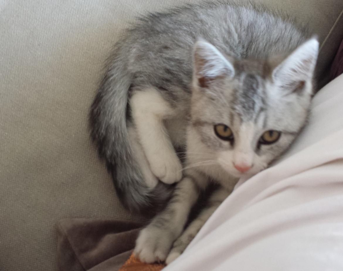 Huskat Silvia billede 3