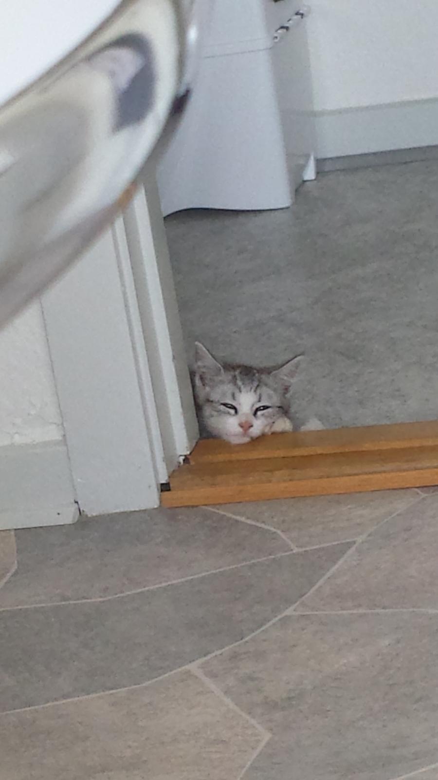 Huskat Silvia billede 5