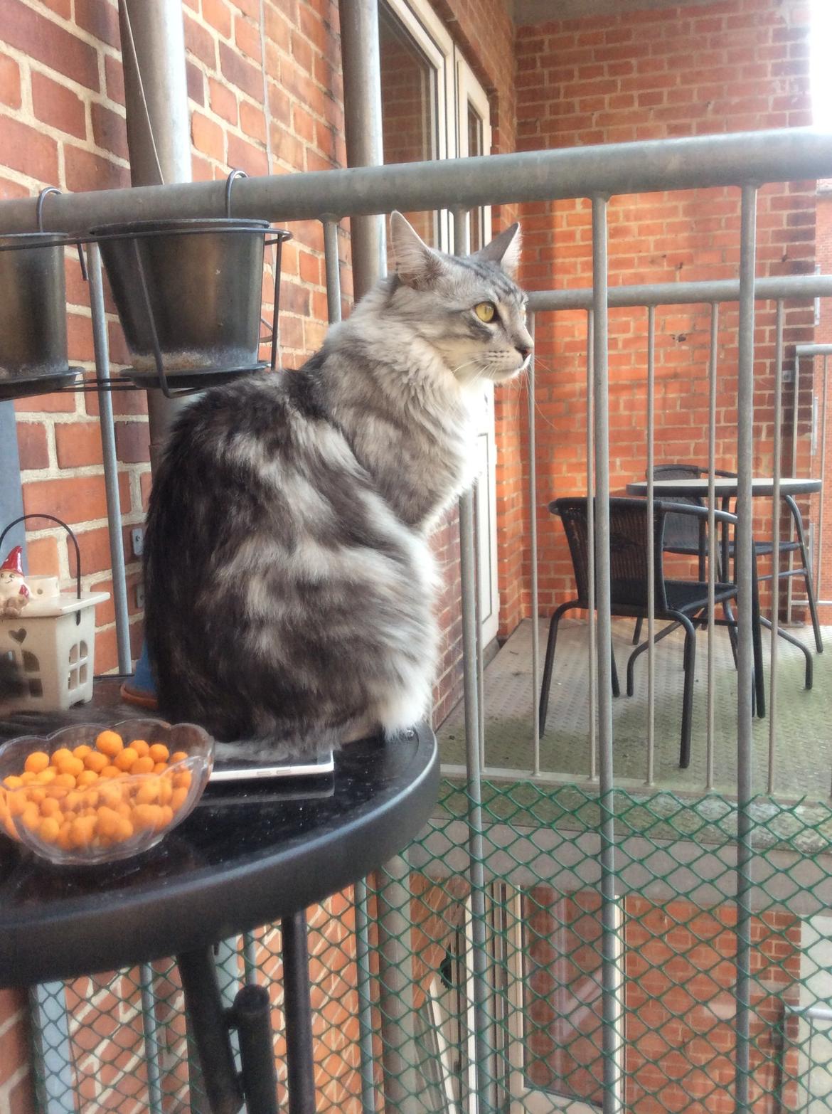 Blanding af racer Simba billede 17