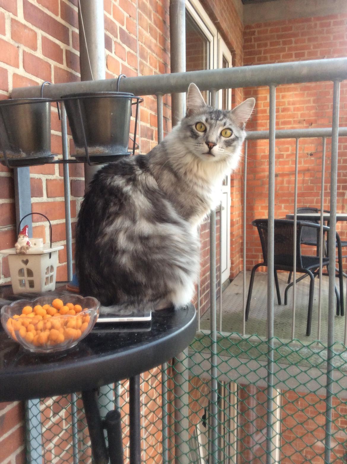 Blanding af racer Simba billede 18