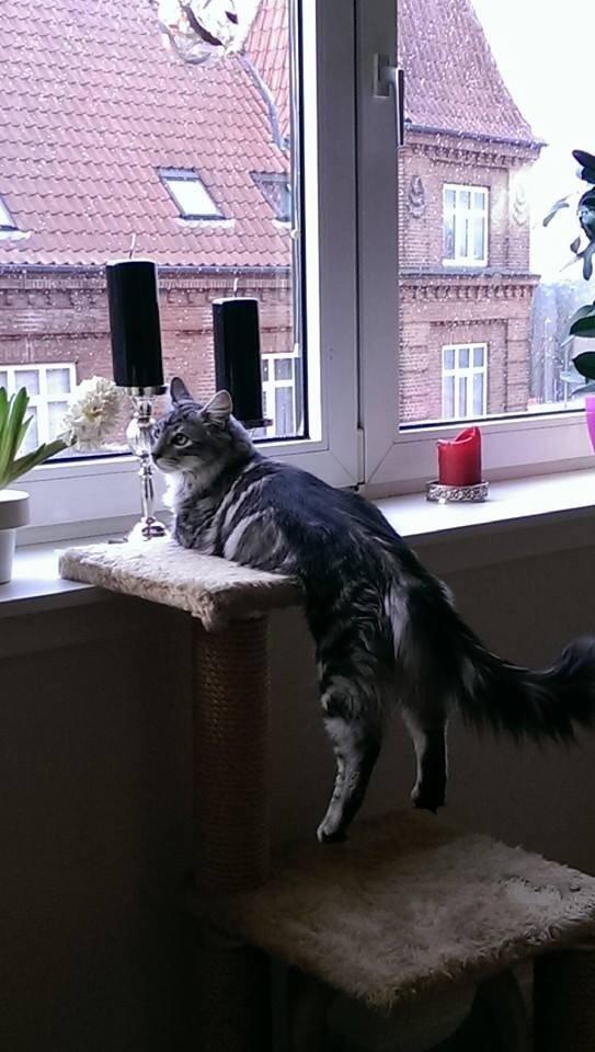 Blanding af racer Simba billede 19