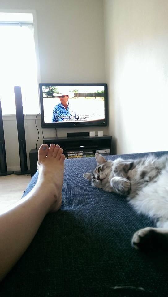 Blanding af racer Simba billede 20