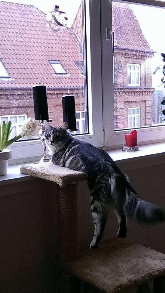 Blanding af racer Simba billede 21