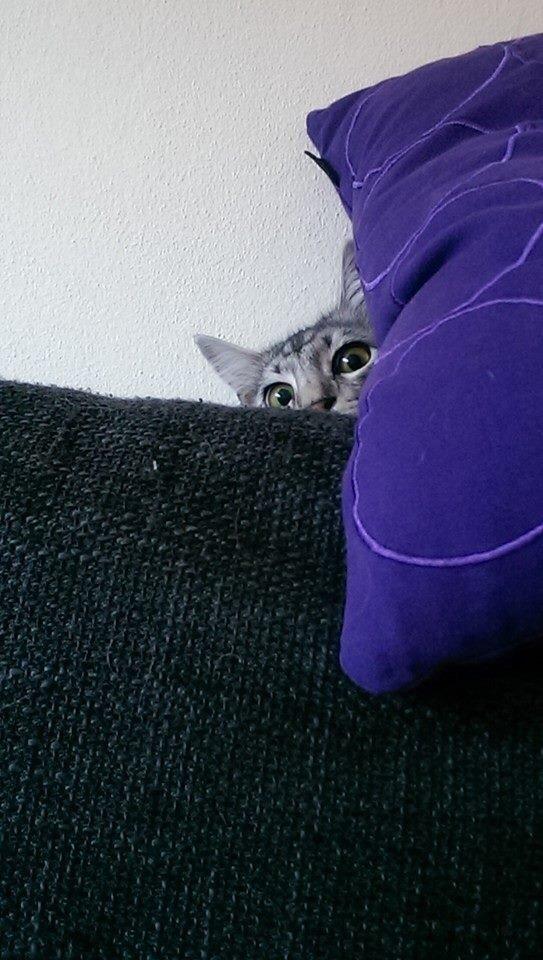 Blanding af racer Simba billede 22