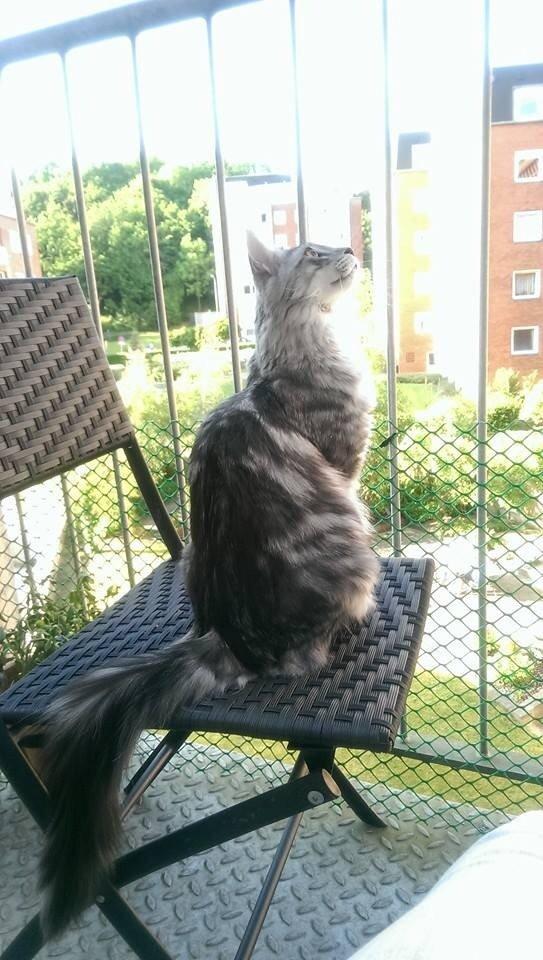 Blanding af racer Simba billede 23