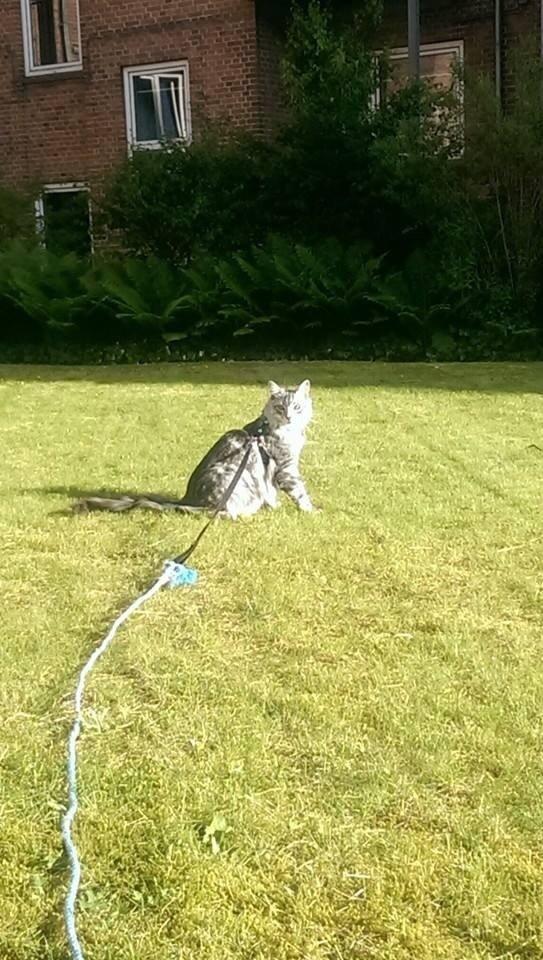 Blanding af racer Simba billede 24