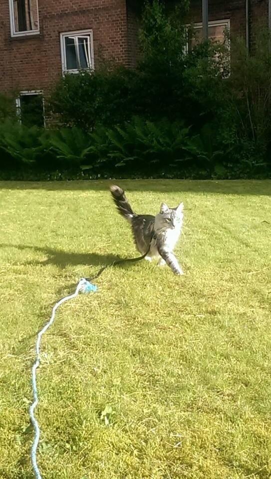 Blanding af racer Simba billede 25