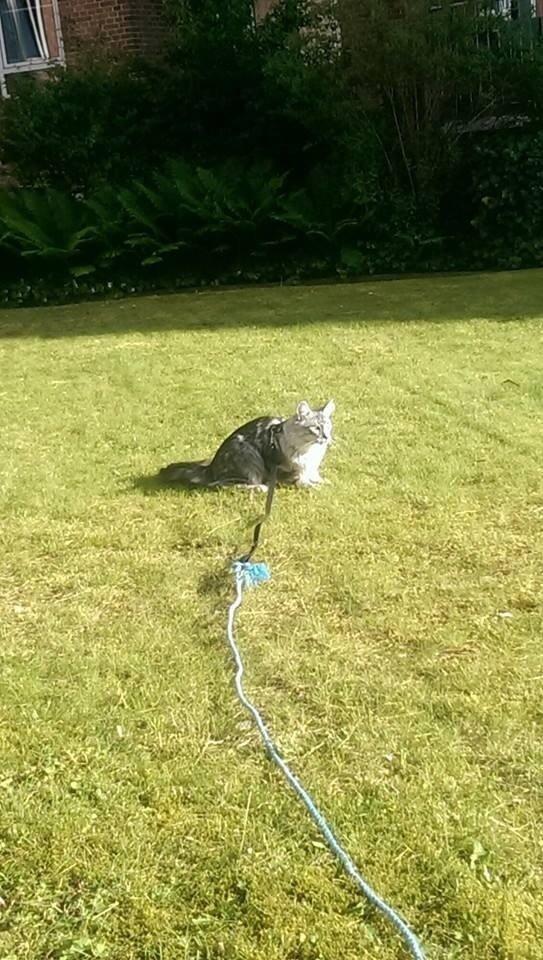 Blanding af racer Simba billede 26