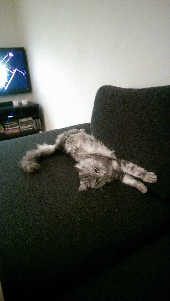 Blanding af racer Simba billede 28