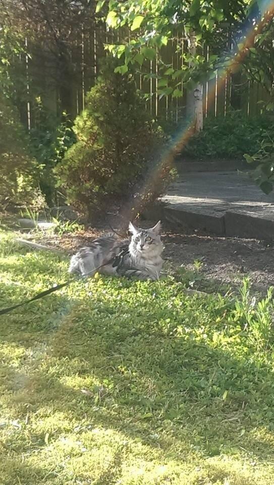 Blanding af racer Simba billede 27