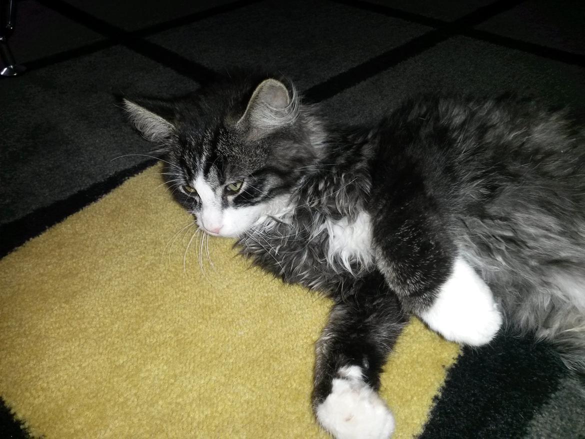 Blanding af racer Bøvle billede 2