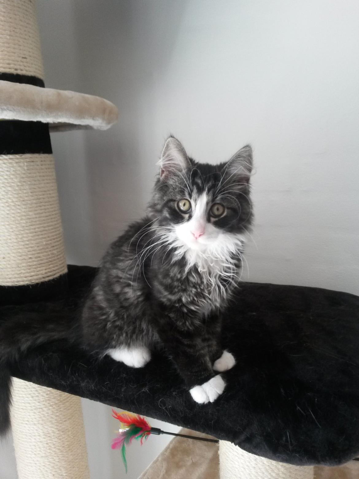 Blanding af racer Bøvle billede 1